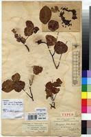 Image result for Brachystegia spiciformis × microphylla