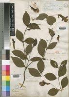 Image result for Thunbergia crispa