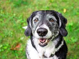 Just select the type of pet and category of name or starting letter you are interested in. 70 Cartoon Names For Dogs