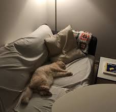 Pin By X On Cats Cat Aesthetic Animals Cats