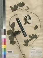 Image result for Mucuna glabrialata