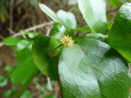 Image result for Flacourtia indica