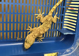 What can i do with coingecko candies? Rspca Care For Gecko Found In Shipping Container From China Somerset County Gazette