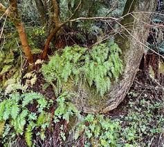 Image result for Pleopeltis  × simiana