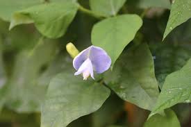 Image result for Psophocarpus