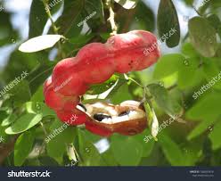 Image result for Pithecellobium dulce