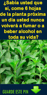 Hierbas para regular la glucemia. Pin On Plantas Medicinales