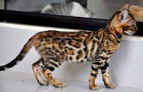 Jual kucing bengal cimahi berikut update info kucing bengal yang ready to adopt lepas adopsi kucing bengal pure non ped yang lagi pada. Harga Kucing Bengal Murah Anak Untuk Dijual Ciri Ciri Kucing Bengal Kucing Bengal Marble Asal Usul Kucing Bengal Oren Garan Kucing Bengal Kucing Makanan Kucing