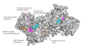 Fitur nfc menjadi salah satu fitur yang dicari pecinta gadget. Glucose 6 Phosphate Dehydrogenase Wikipedia