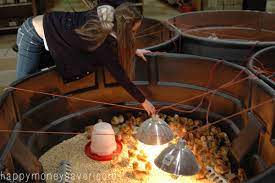 How To Raise Baby Chicks - A Beginners Guide With Pictures!