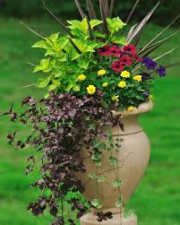 A 10″ hanging basket with just 3 million bells plants can make for a dazzling display of color and blooms. Best Thriller Plants For Containers Hgtv
