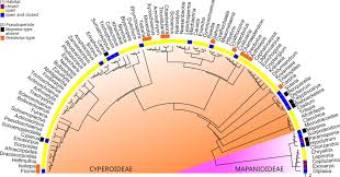 Image result for Costularia