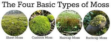 The Four Basic Types Of Moss Sheet Moss Cushion Moss Haircap Moss And Rockcap Moss We Open The Garden Season And Types Of Moss Moss Plant Garden Types