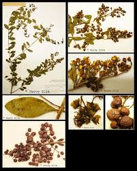 Image result for Lawsonia