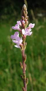 Image result for Verbena officinalis