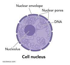 Cell Organelles And Their Functions Rs Science Cell Organelles Organelles Cell