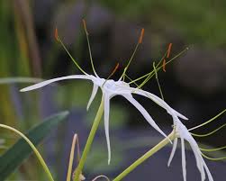 Image result for Ismene narcissiflora