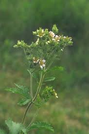 Image result for Drypetes arguta