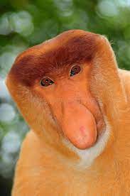 Probocis Monkey The Proboscis Monkeys Are Best Known For The Long Noses Of The Sponsored Paid Sponsored Monk Proboscis Monkey Monkey Images Of Colours