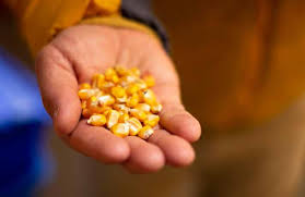 Jaramillo Dreams of the Moon and Stars