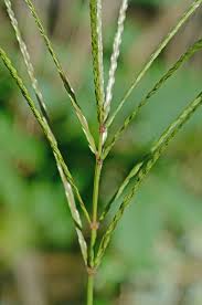 Image result for Digitaria ciliaris