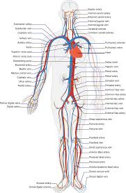 Important in palpation, found between the biceps brachii and the brachialis. Circulatory System Labels Biology Diagram Free Image From Needpix Com