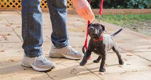 Socialize your dog at a young age. Starting Your Puppy Off Right Puppy Basics Cesar S Way