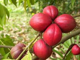 Produk mahkota dewa, sumber toko herbal online mahkota dewa atau buah simalakama memiliki kandungan senyawa tanin, alkanoid, fenol, lignan, sterol, saponin, juga minyak atsiri di dalamnya. Ketahui 9 Manfaat Buah Mahkota Dewa Untuk Kesehatan Orami