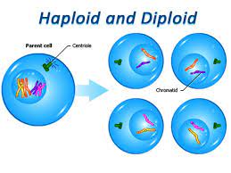 Ploidy is the area of biology that refers. What Are Haploid And Diploid Cells