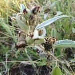 Image result for Melhania velutina