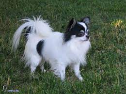 Pin On Chihuahua Puppies For Sale