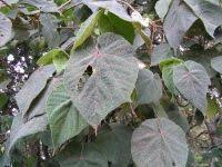 Image result for Dombeya torrida