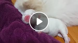 Find your new family member today, and discover the puppyspot difference. White Teacup Newborn Pomeranian Video Gifs Teacup Dog White Pomeranian Newborn Dog Cute Puppy
