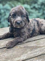 This stunning cockapoo puppy will be sure to brighten your day! Qjsrfsst0grlxm