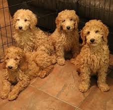 See more ideas about goldendoodle, f1b goldendoodle, flat hair. Puppies Available