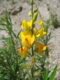 Image result for Crotalaria comosa