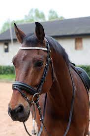 Check spelling or type a new query. Hd Wallpaper Dressage Horse Equestrian Competition Saddle Riding Animal Wallpaper Flare