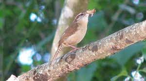 Eggs hatch in 14 to 16 days. Backyard Birding Carolina Wren Babies And Nests Pethelpful