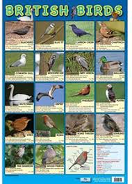 Bird Charts And Posters Bird Spot