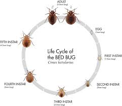 Looking for a pest control exterminator service for your lower fairfield county ct home or quick, friendly response to service calls. Development Of Semiochemicals And Diatomaceous Earth Formulations For Bed Bug Pest Management Springerlink