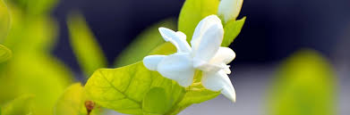 Image result for Afrosolen zambeziacus