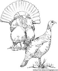 Turkey Pictures Coloring Pictures Hunting Drawings Turkey Drawing Bird Coloring Pages