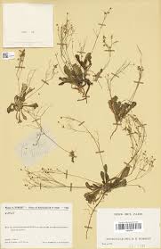 Image result for Sclerodactylon macrostachyum