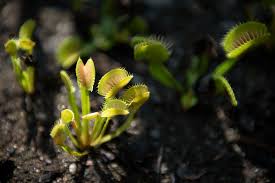 Venus flytraps require a lot of light. Carnivorous Conservation Endeavors