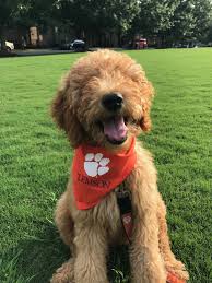 Check spelling or type a new query. Clemson Puppy Goldendoodle Mydoodollie Puppy Goldendoodle Puppies Cute Dogs