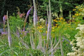 In spring it emerges with deep burgundy purple leaves which turn. Veronica Virginica Virginischer Ehrenpreis Kandelaber Ehrenpreis