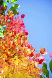 Rainbow Shower Tree Close Up Shot Of The Plentiful Blooms On A Rainbow Shower Tree In Hawa Beautiful Rose Flowers Beautiful Flowers Wallpapers Rainbow Flowers