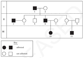Amoeba sisters meiosis answer key pdf. Sc 912 L 16 1 Genetics