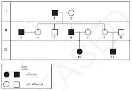 Genetics pedigree worksheet answer key genetics pedigree worksheet answer key and pedigree charts worksheets answer key are some main things we will present to you based on the gallery title. Free Printable Math Worksheets For 6th Grade Maths Aid Short Division Worksheets 6th Grade Science Worksheets Online Distributive Property Coloring Worksheet Pdf Printable Single Digit Addition Worksheets 7 Mathematical Problems Simple Multiplication