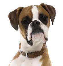 Pedigree Boxer Puppies For Sale Online Shopping